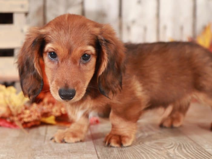 Moose - Stunning Dachshund - Image 3