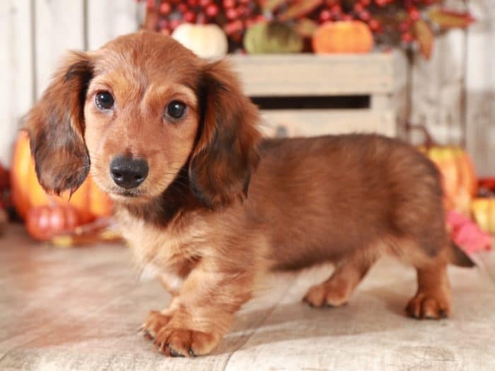 Moose - Stunning Dachshund - Image 2