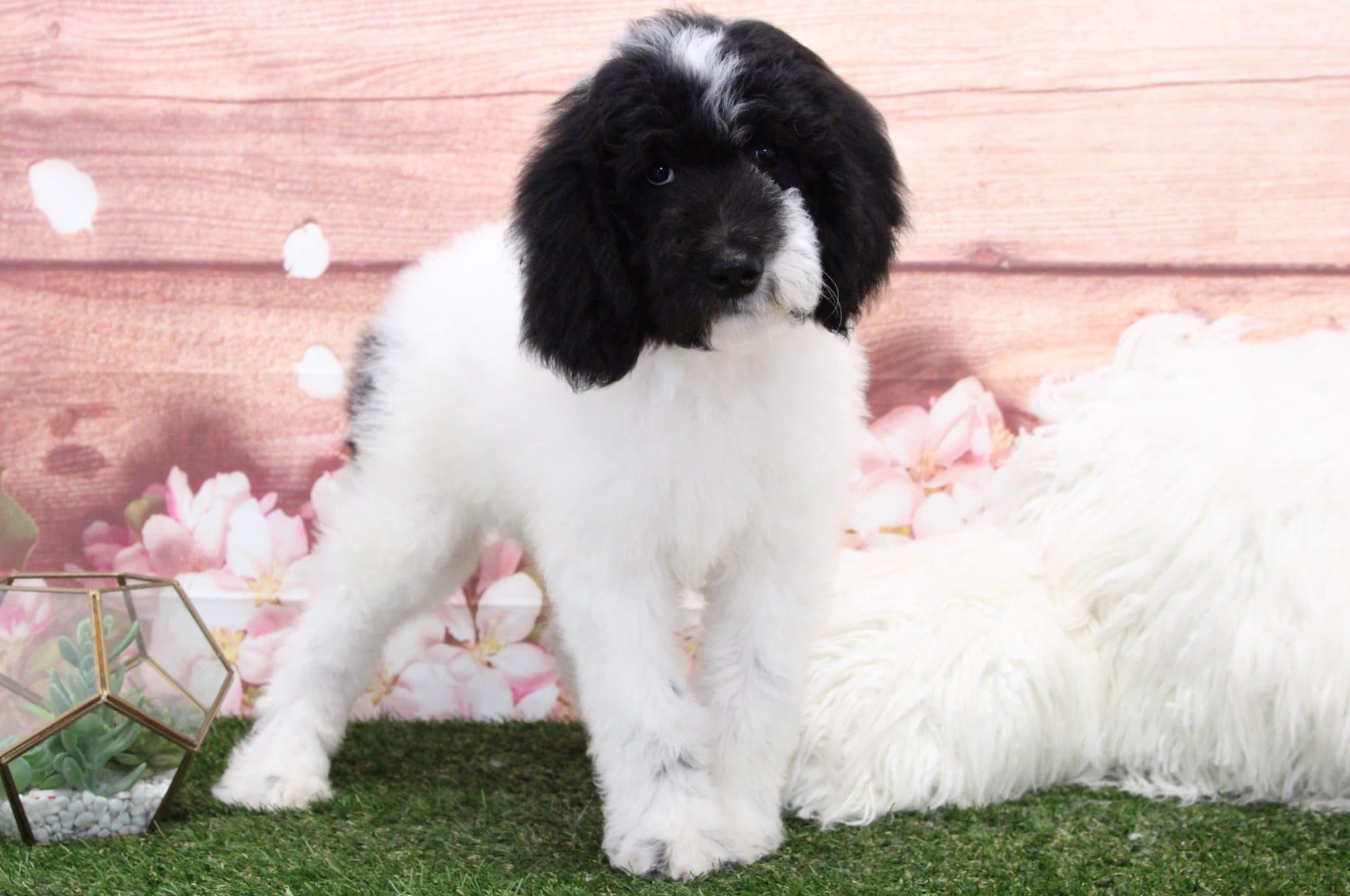 Mossy - Eccentric Male Sheepadoodle Puppy