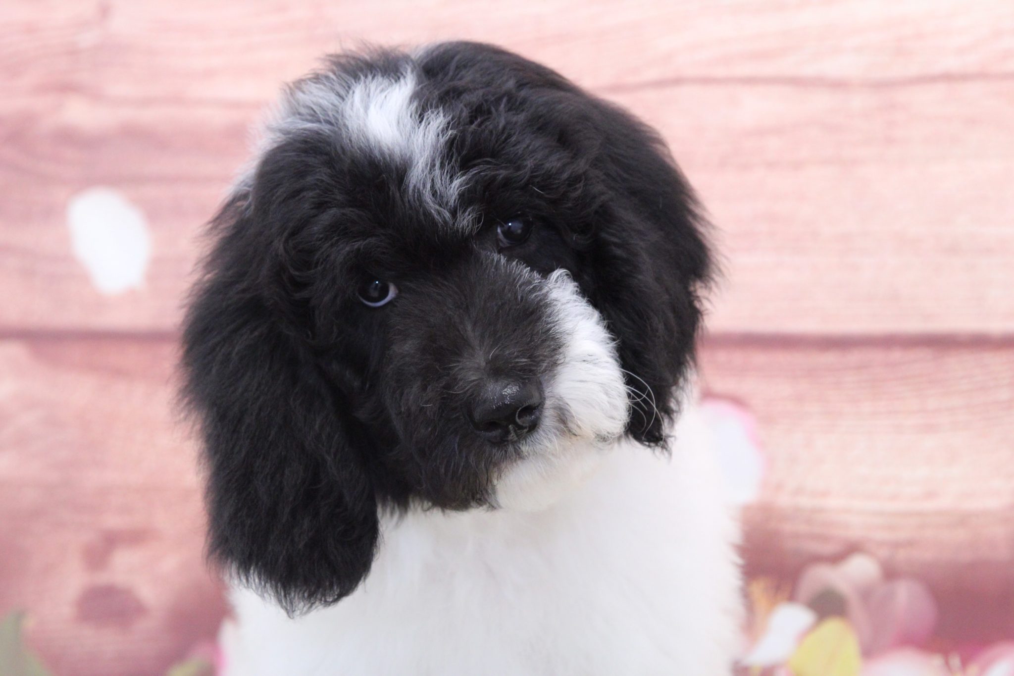 Mossy - Eccentric Male Sheepadoodle Puppy - Image 3