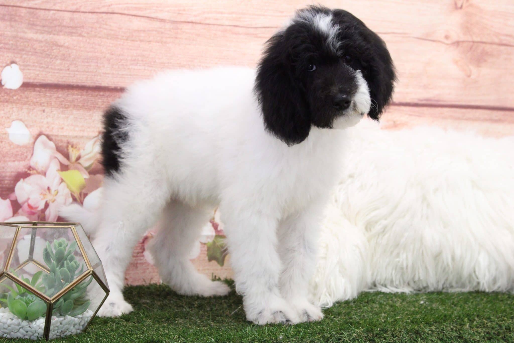 Mossy - Eccentric Male Sheepadoodle Puppy - Image 4