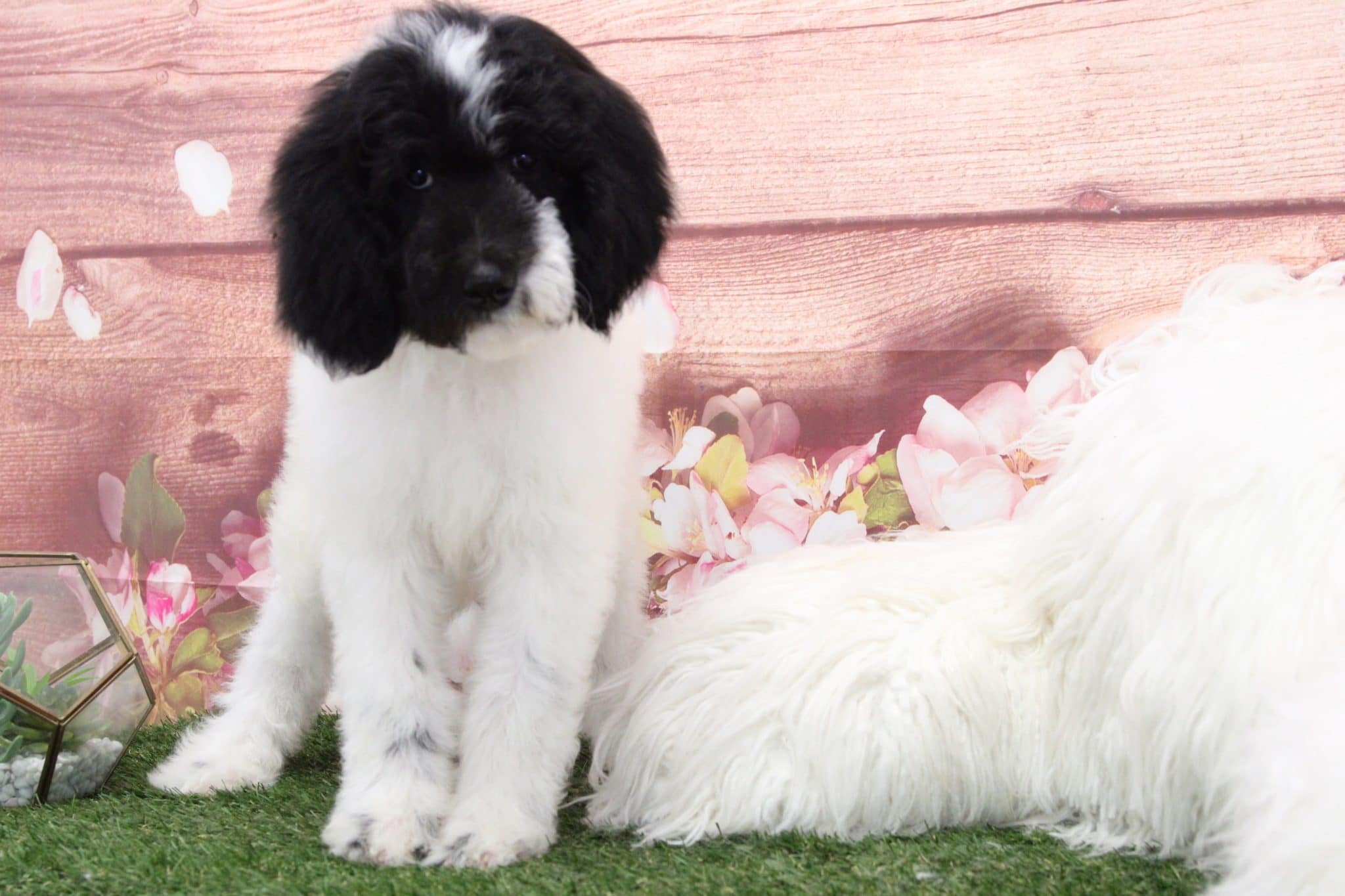 Mossy - Eccentric Male Sheepadoodle Puppy - Image 5