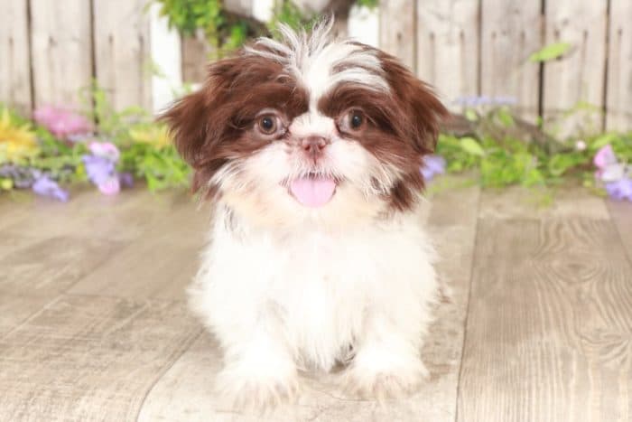 Moxie - Snuggly Shih-Tzu