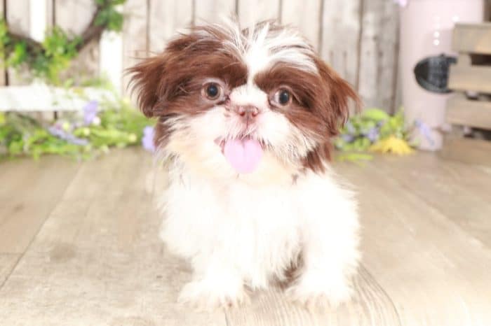 Moxie - Snuggly Shih-Tzu - Image 2