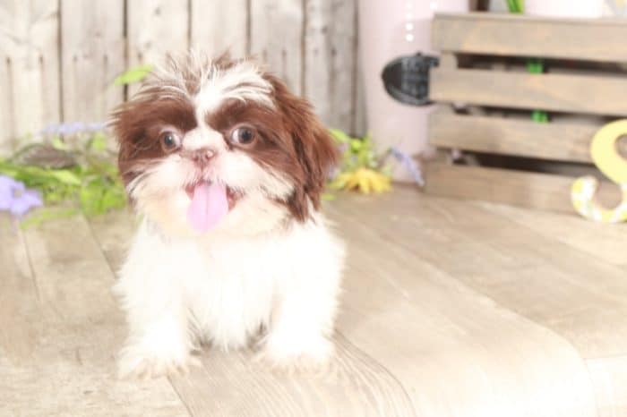 Moxie - Snuggly Shih-Tzu - Image 4