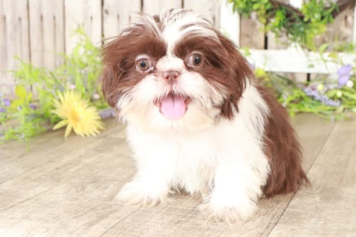 Moxie - Snuggly Shih-Tzu - Image 3