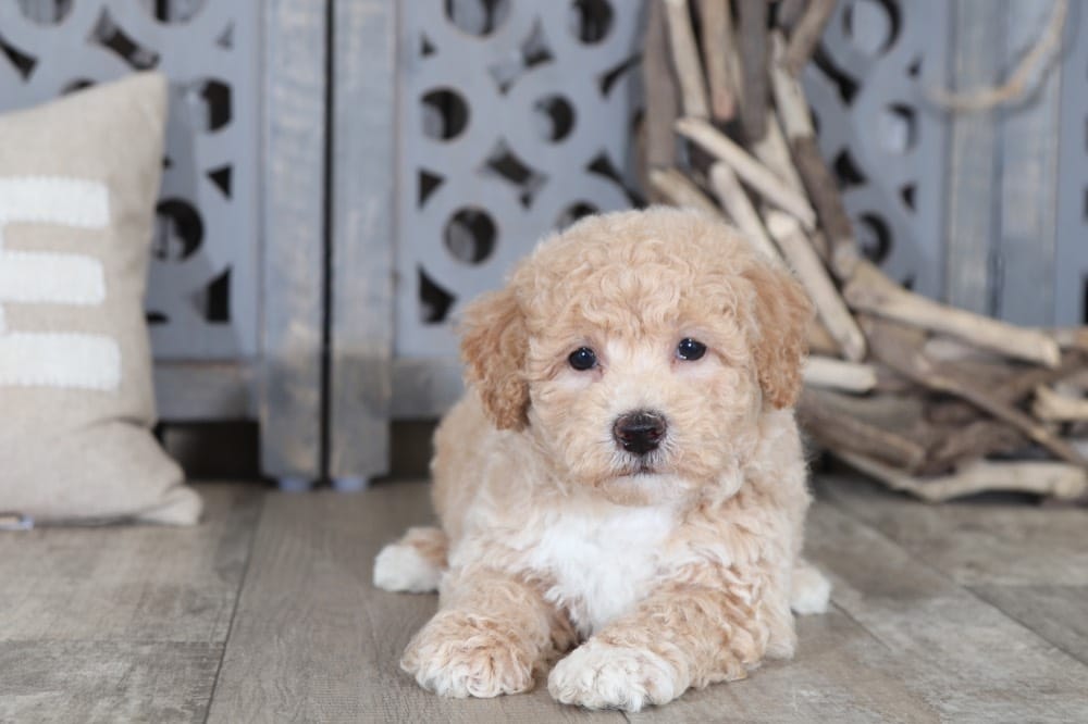 Murphy 2