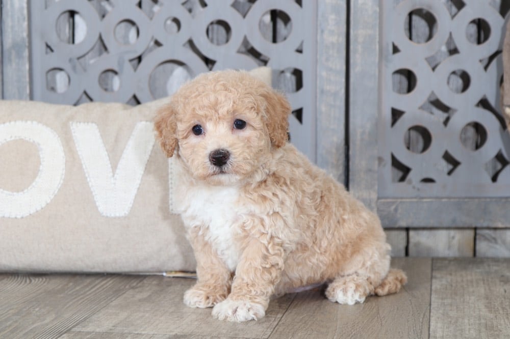 Murphy 3