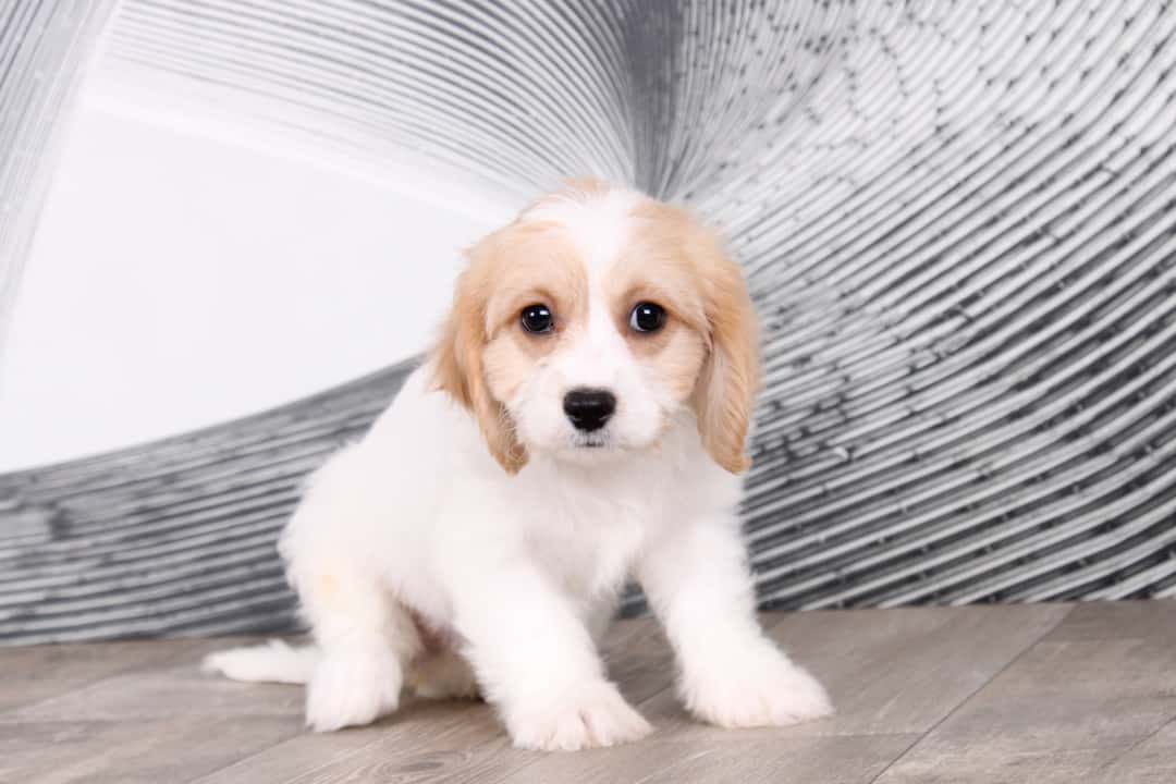 Nina - Magnificent Little Female Cavachon Puppy