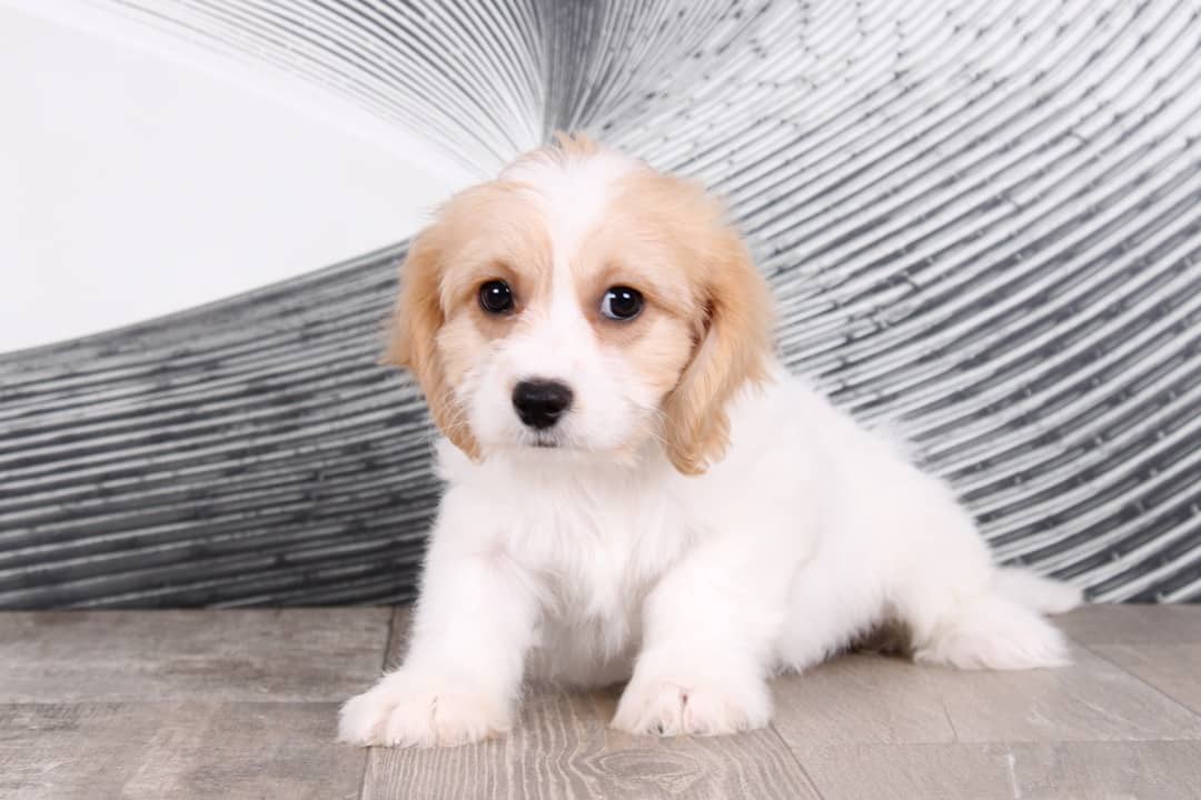 Nina - Magnificent Little Female Cavachon Puppy - Image 2