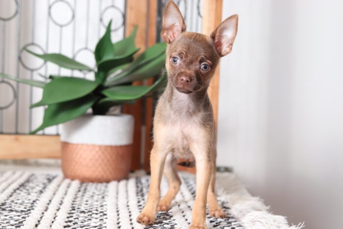 Nacho - Awesome Male ACA Chihuahua Puppy
