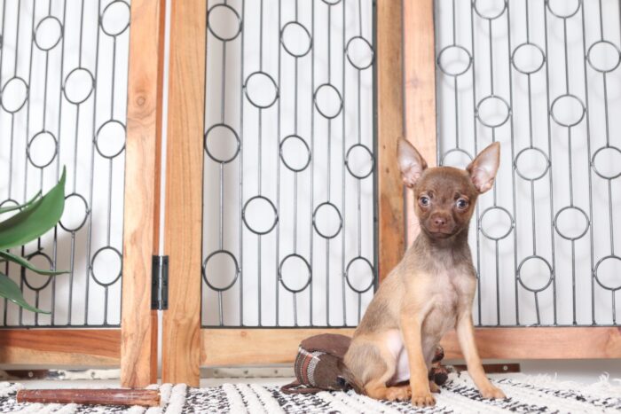 Nacho - Awesome Male ACA Chihuahua Puppy - Image 2