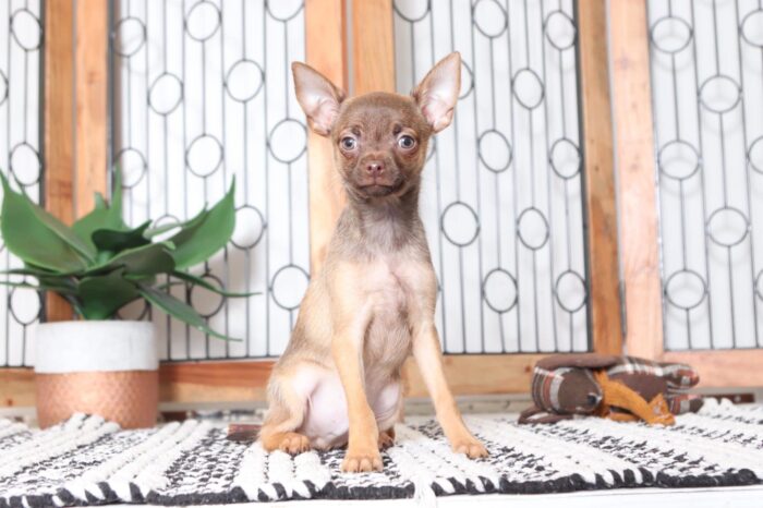 Nacho - Awesome Male ACA Chihuahua Puppy - Image 3