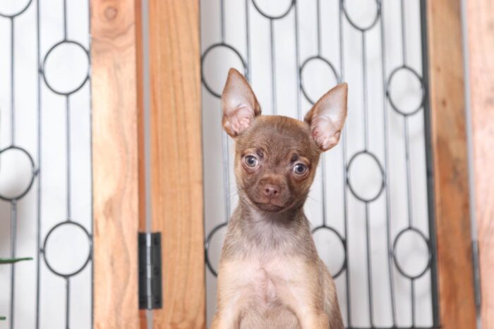 Nacho - Awesome Male ACA Chihuahua Puppy - Image 4