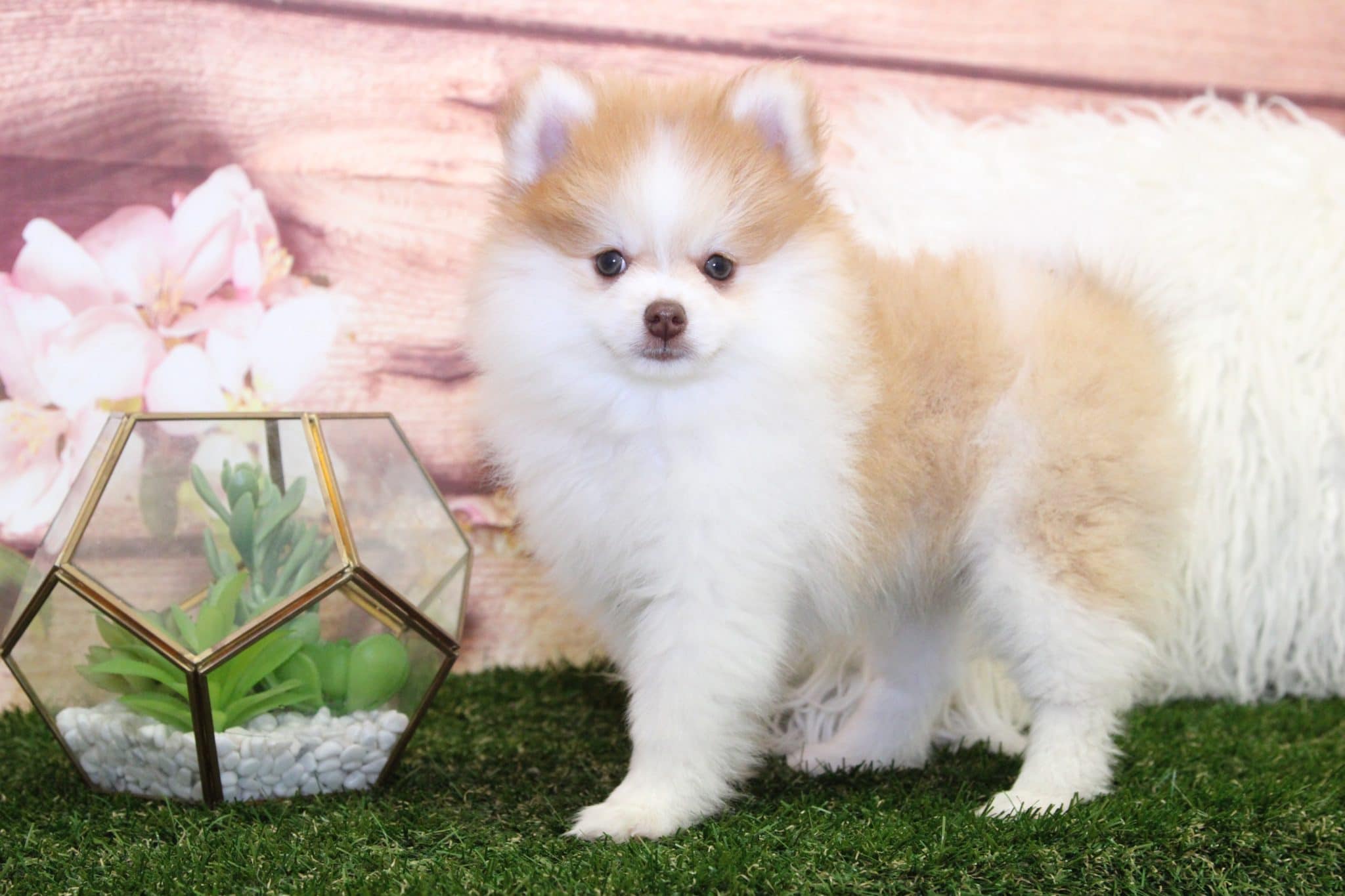 Nala2-scaled-1.jpg