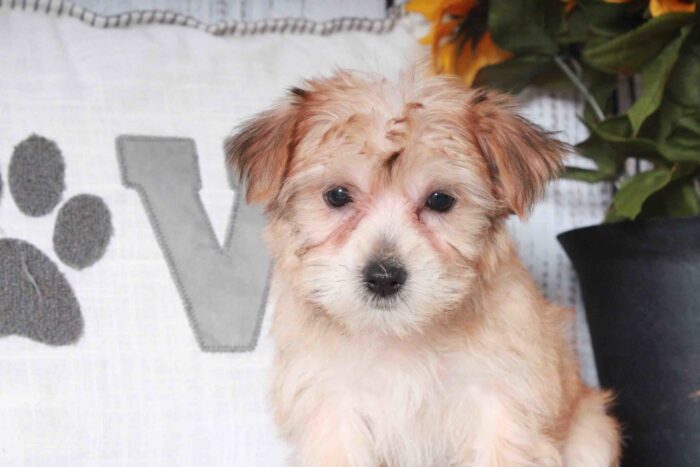 Nana - Lovable Tan and Black Female Morkie Puppy