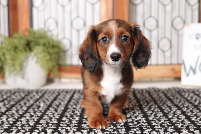 Nathan- Great Little Male ACA Dachshund Puppy