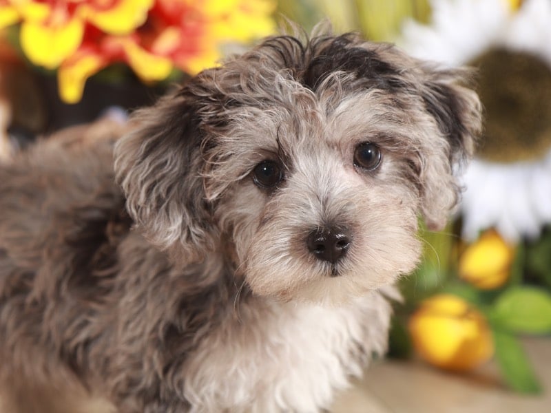 Neo - Smart Yorkie Poo - Image 4