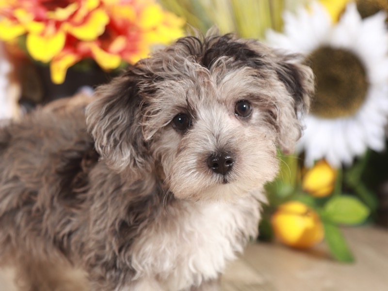 Neo - Smart Yorkie Poo