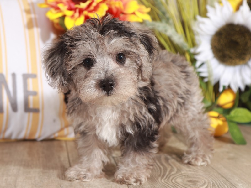 Neo - Smart Yorkie Poo - Image 3