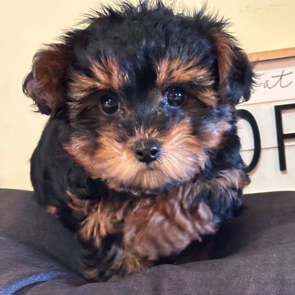 Nevaeh-Sweet Little Yorkie-Poo Puppy - Image 3