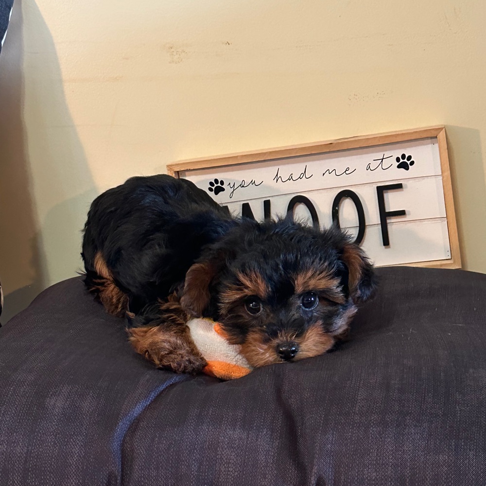 Nevaeh-Sweet Little Yorkie-Poo Puppy - Image 4