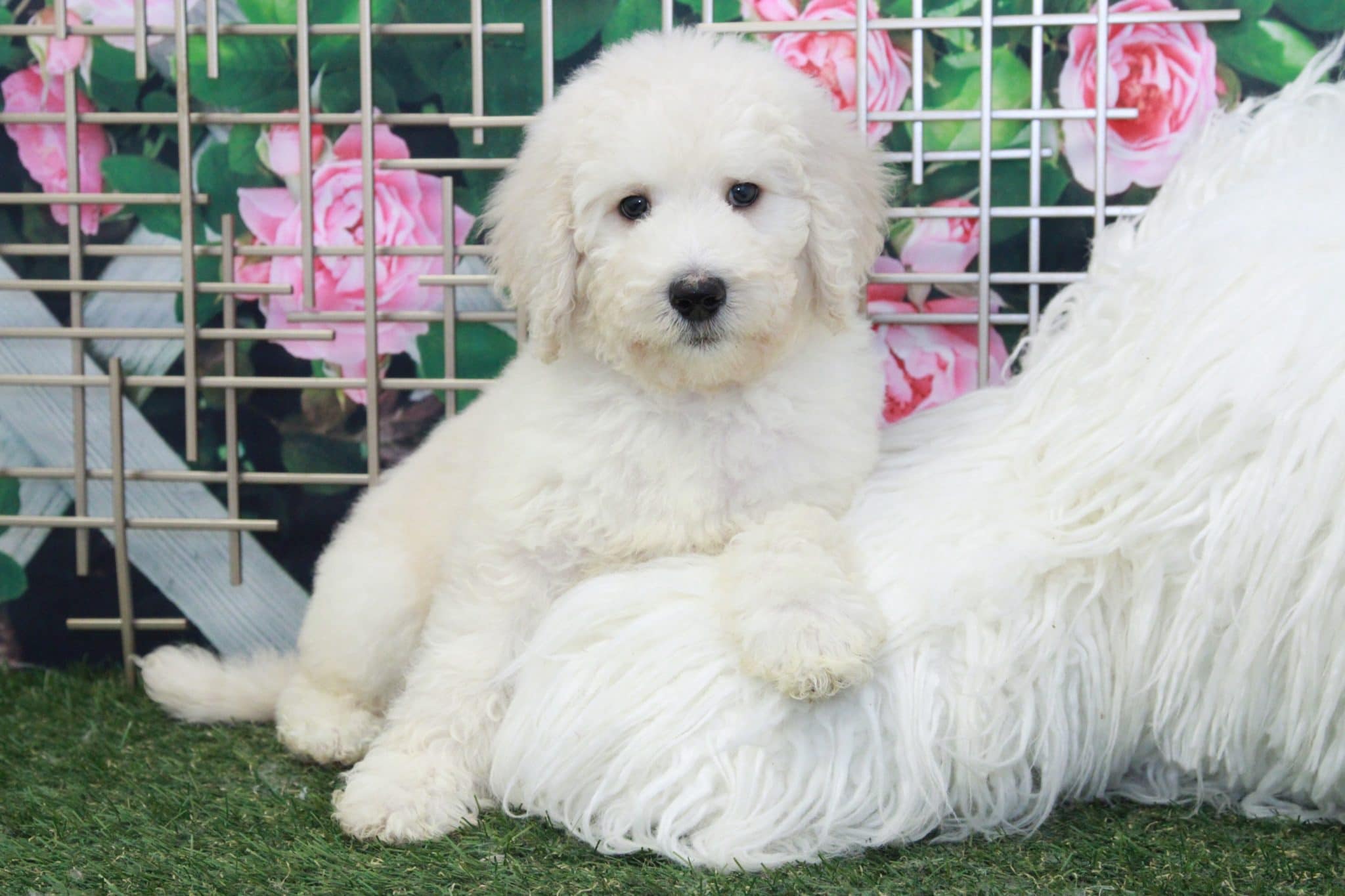 Neville - Spunky Cream Male Bernedoodle Puppy - Image 2