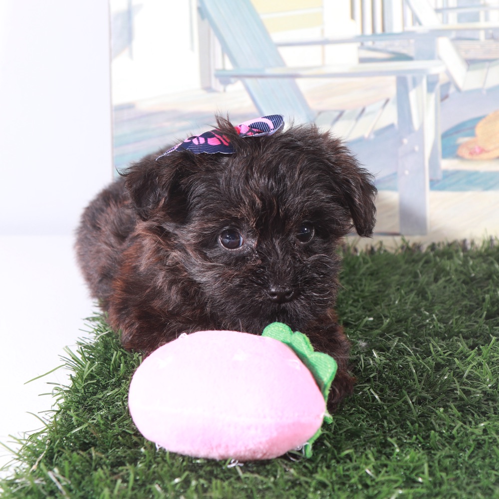 Angel-Precious Little Yorkie-Poo Puppy - Image 2