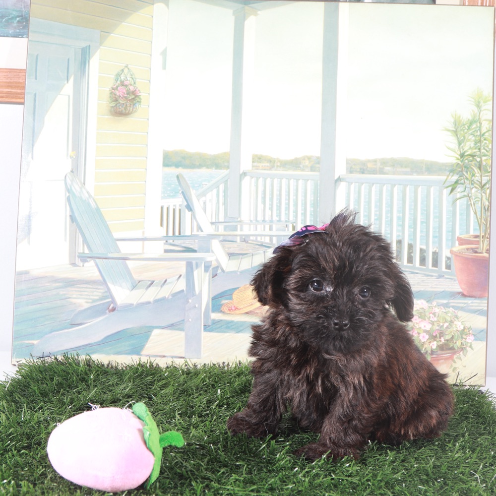 Angel-Precious Little Yorkie-Poo Puppy - Image 3