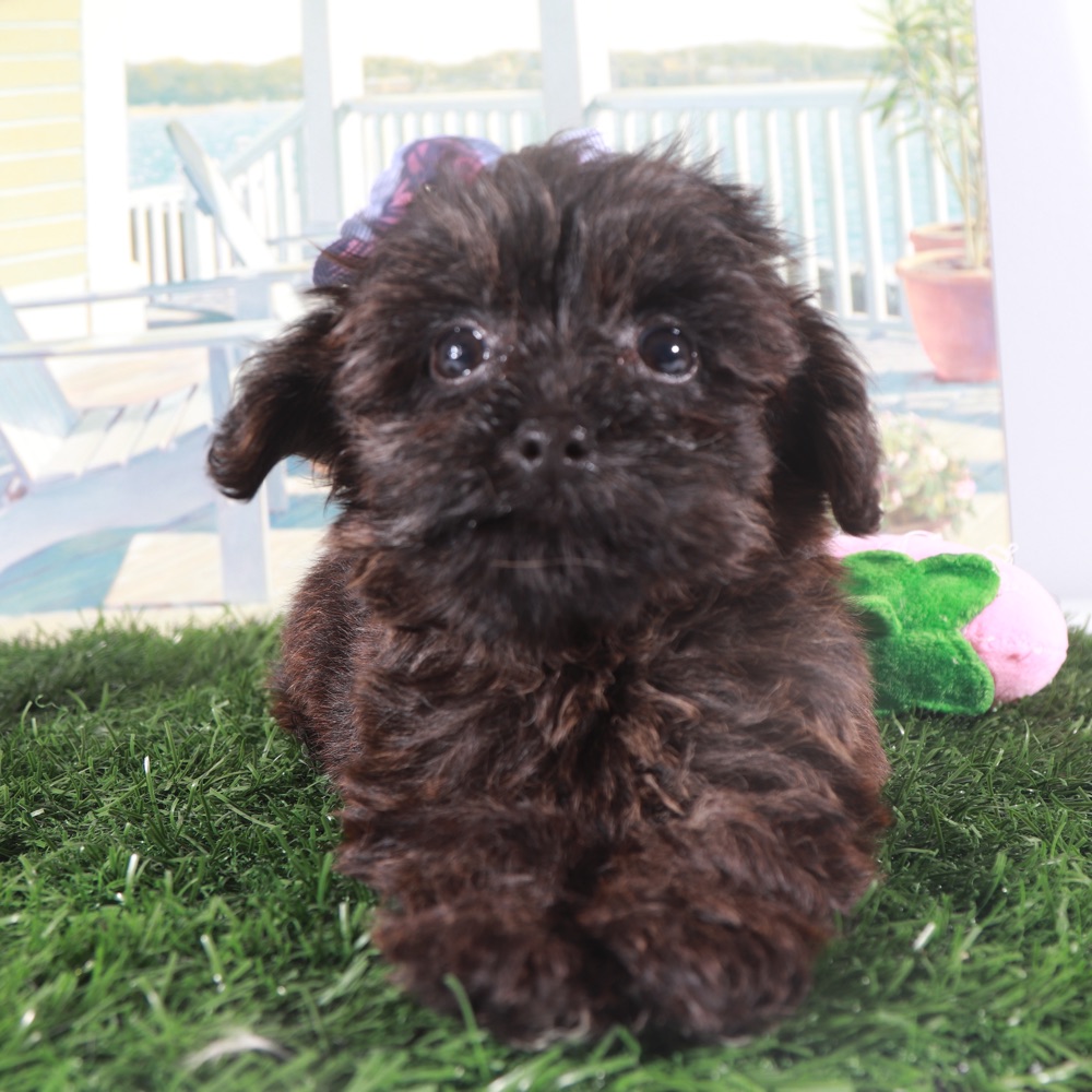 Angel-Precious Little Yorkie-Poo Puppy - Image 4