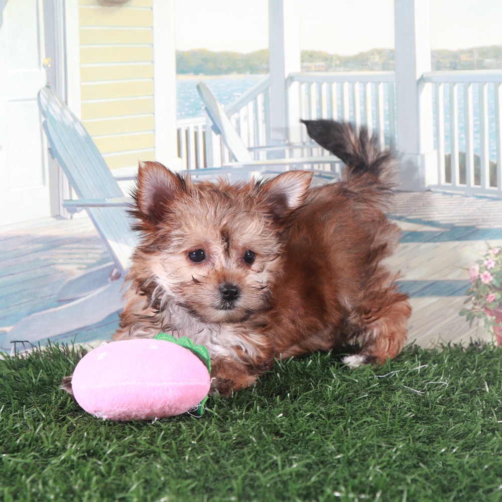 Duchess-Regal Little Female Havayork Puppy - Image 2