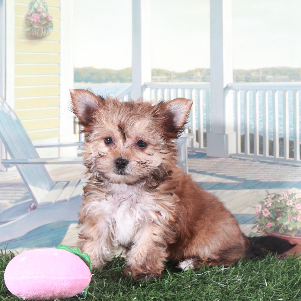 Duchess-Regal Little Female Havayork Puppy - Image 3