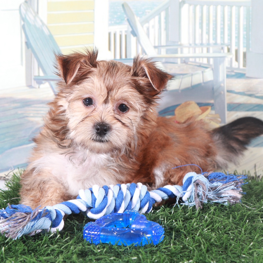 Duke-Proud Little Havayork Puppy