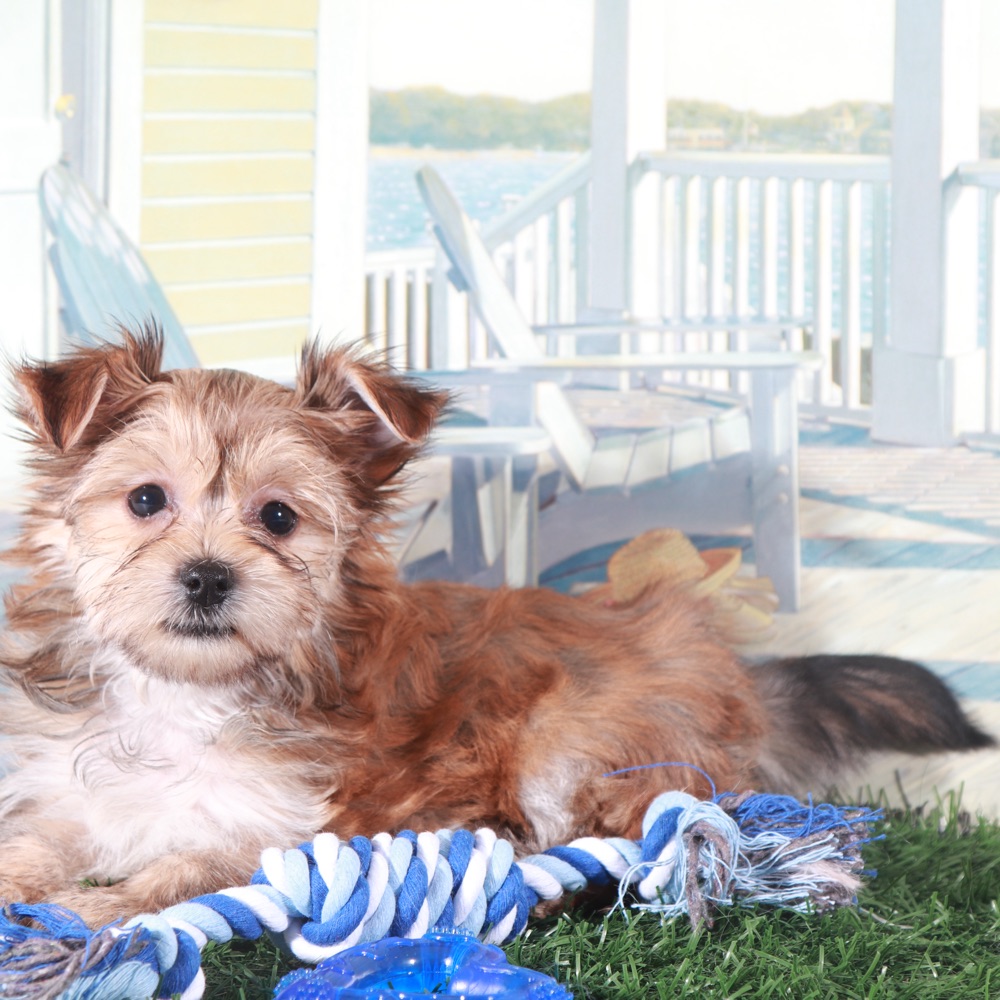 Duke-Proud Little Havayork Puppy - Image 2