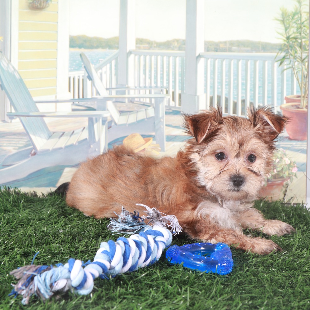 Duke-Proud Little Havayork Puppy - Image 3