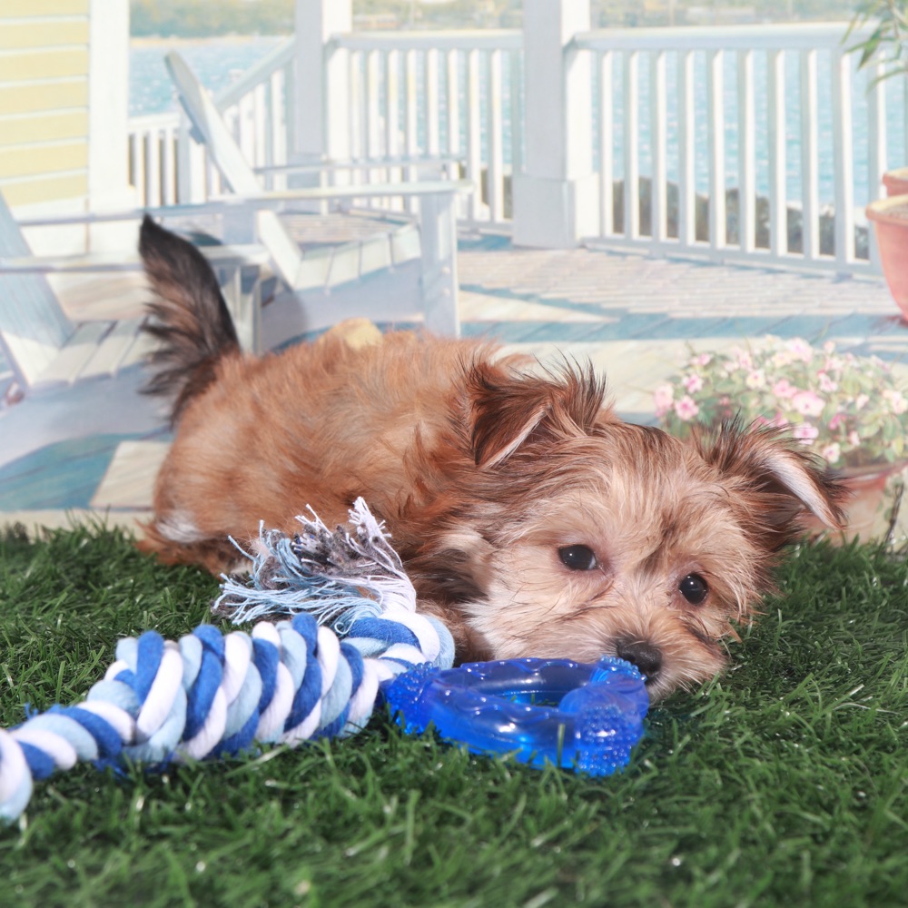 Duke-Proud Little Havayork Puppy - Image 4