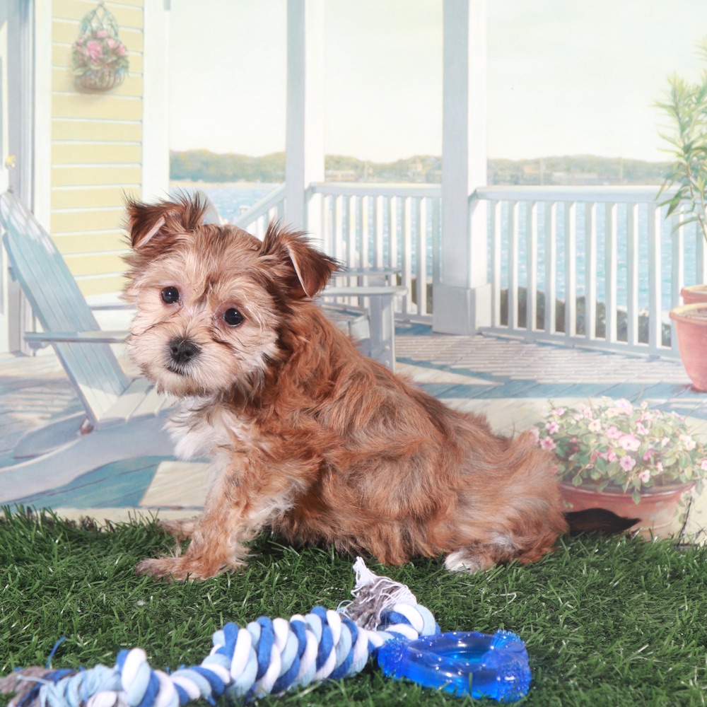 Duke-Proud Little Havayork Puppy - Image 5