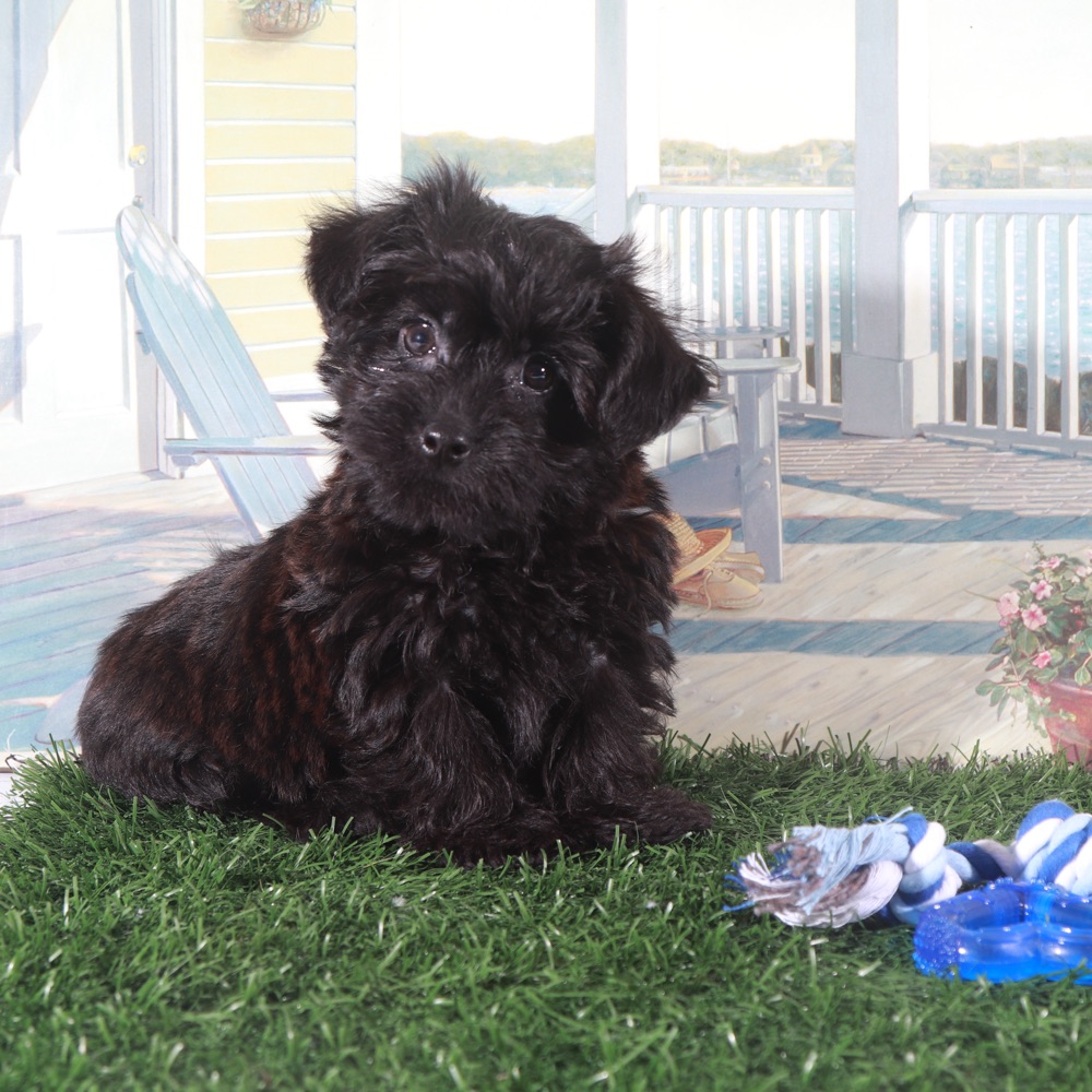 Earl-Handsome Little Yorkie-Poo Puppy - Image 2