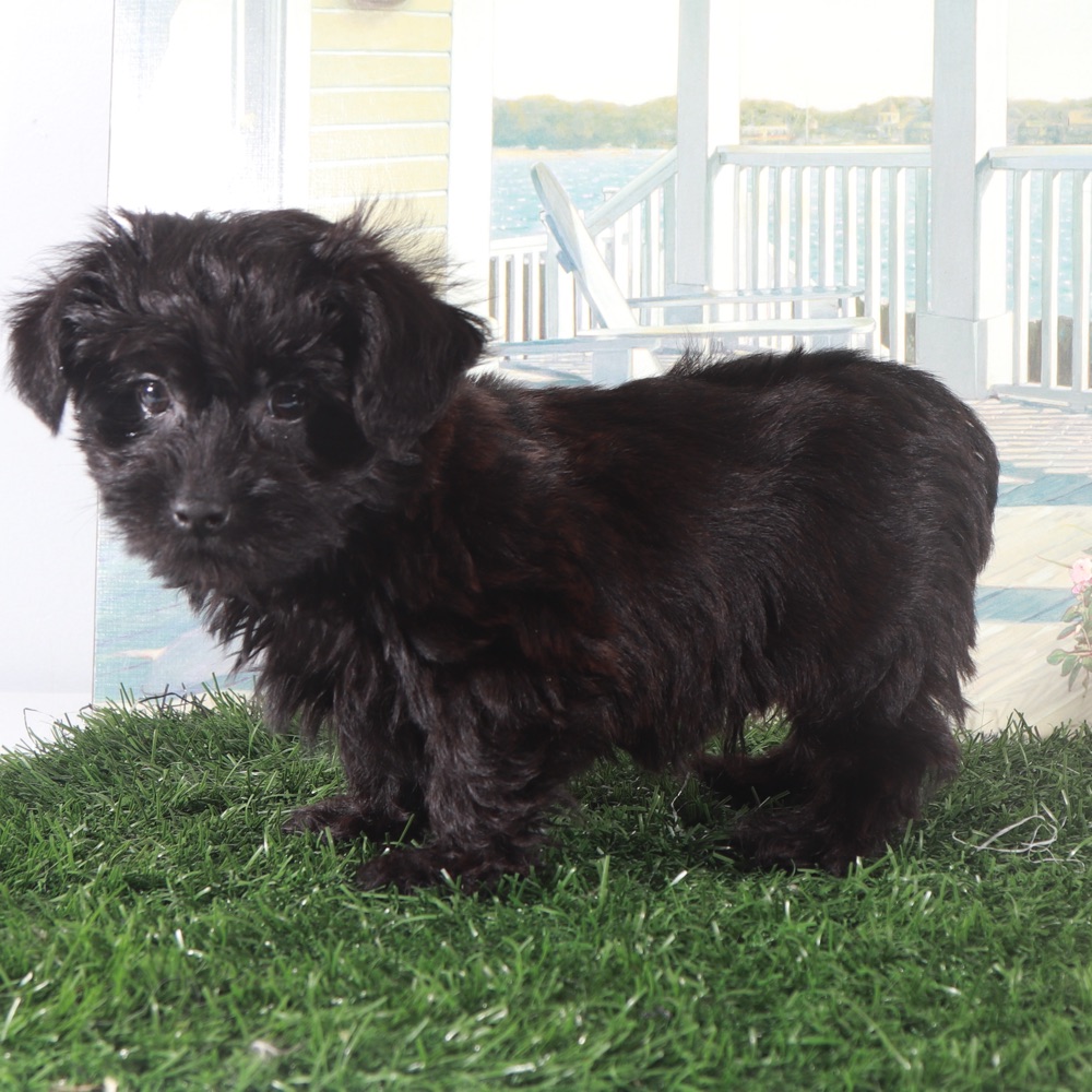 Earl-Handsome Little Yorkie-Poo Puppy - Image 3