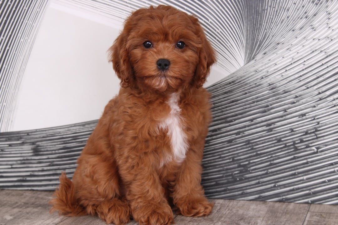 Nick - Soft Red and White Male F1B Cavapoo Puppy - Puppies Online