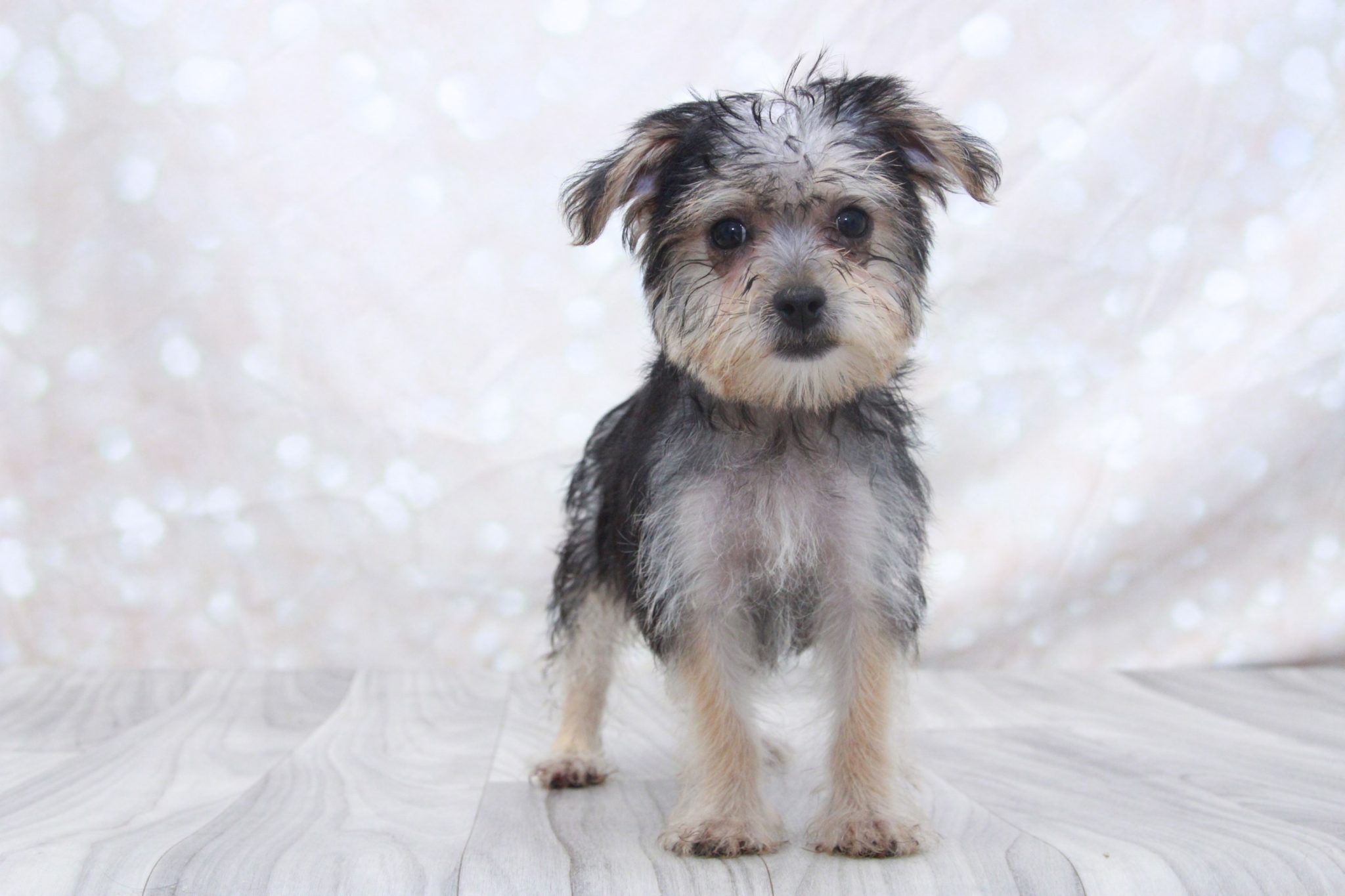 Nikki - Good Looking Female Yochon Puppy - Image 2