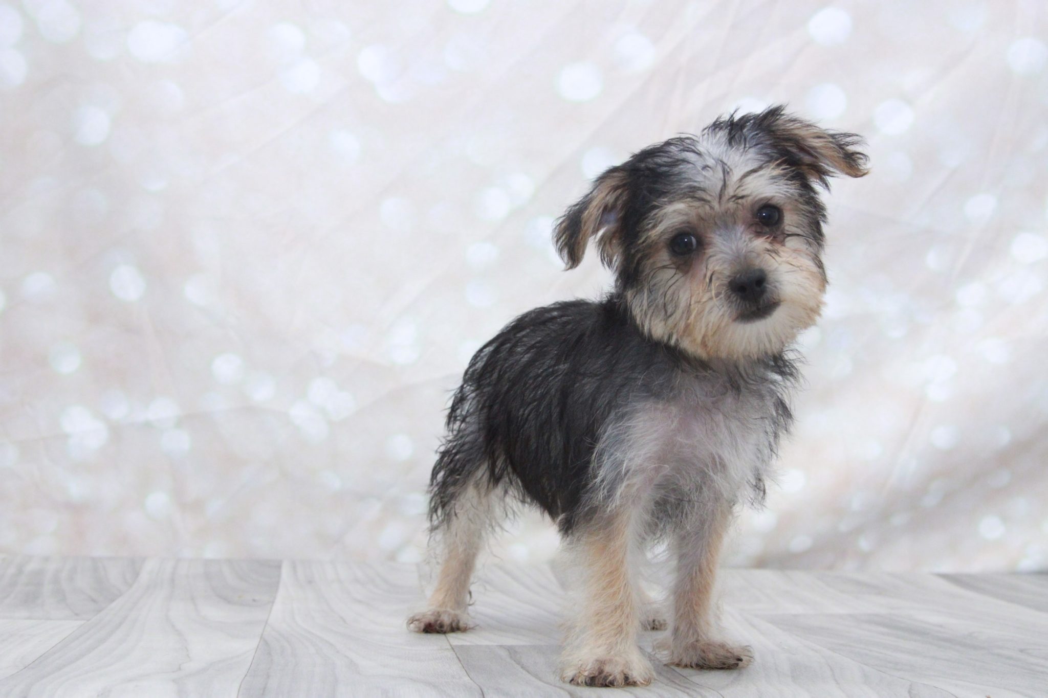 Nikki - Good Looking Female Yochon Puppy - Image 3
