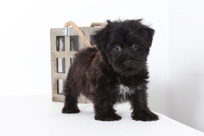 Nolan- Handsome Male Morkie Puppy