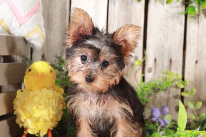 Norm- Playful, TEACUP/TOY, Yorkie - Image 3