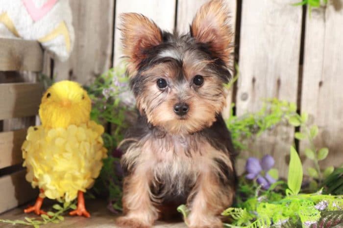 Norm- Playful, TEACUP/TOY, Yorkie