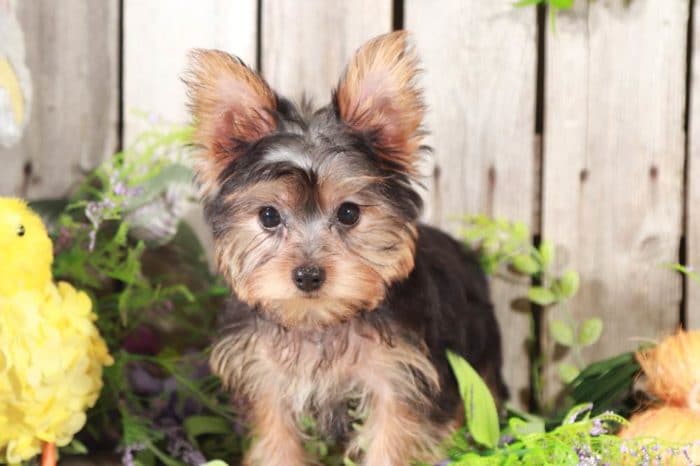 Norm- Playful, TEACUP/TOY, Yorkie - Image 4