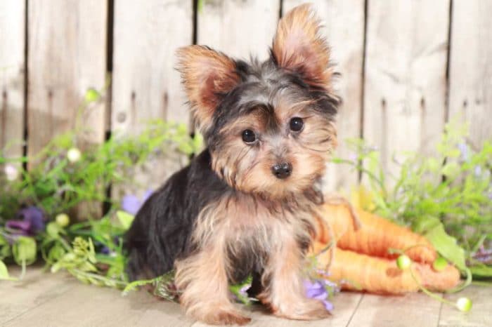 Norm- Playful, TEACUP/TOY, Yorkie - Image 5