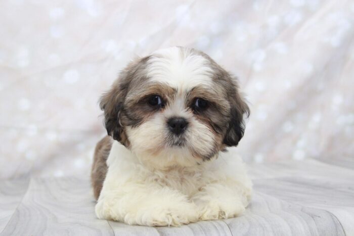 Norris - Attractive Little CKC Male Shih-Tzu Puppy