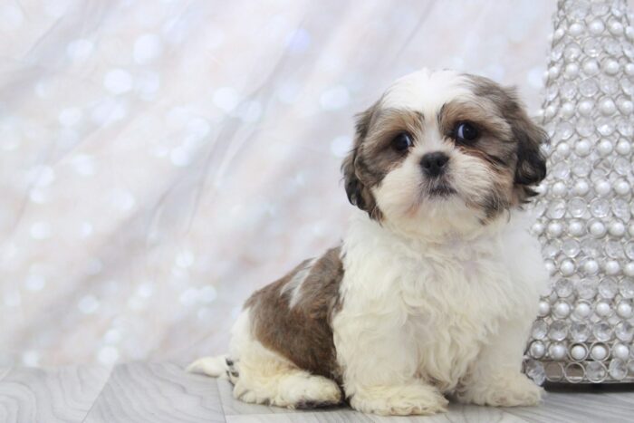 Norris - Attractive Little CKC Male Shih-Tzu Puppy - Image 2