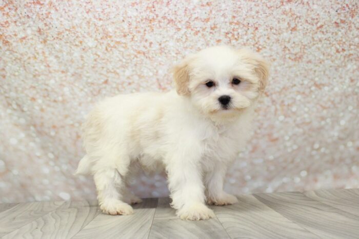 Oak -Outgoing Male Shih-Poo Puppy